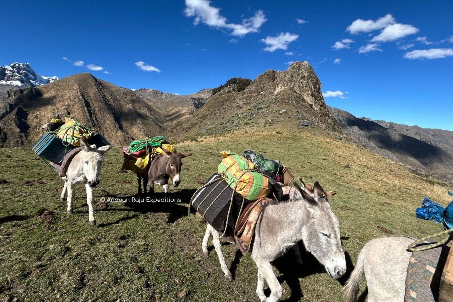 Burros de carga en Huayhuash