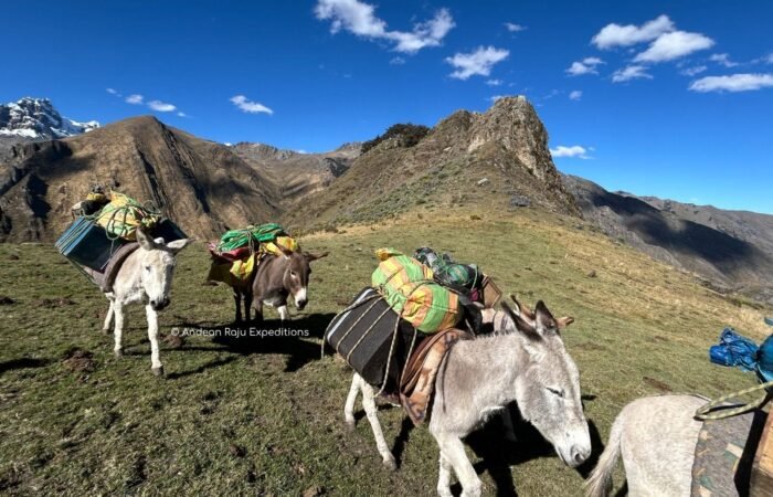 Burros de carga en Huayhuash Burros de carga en Huayhuash